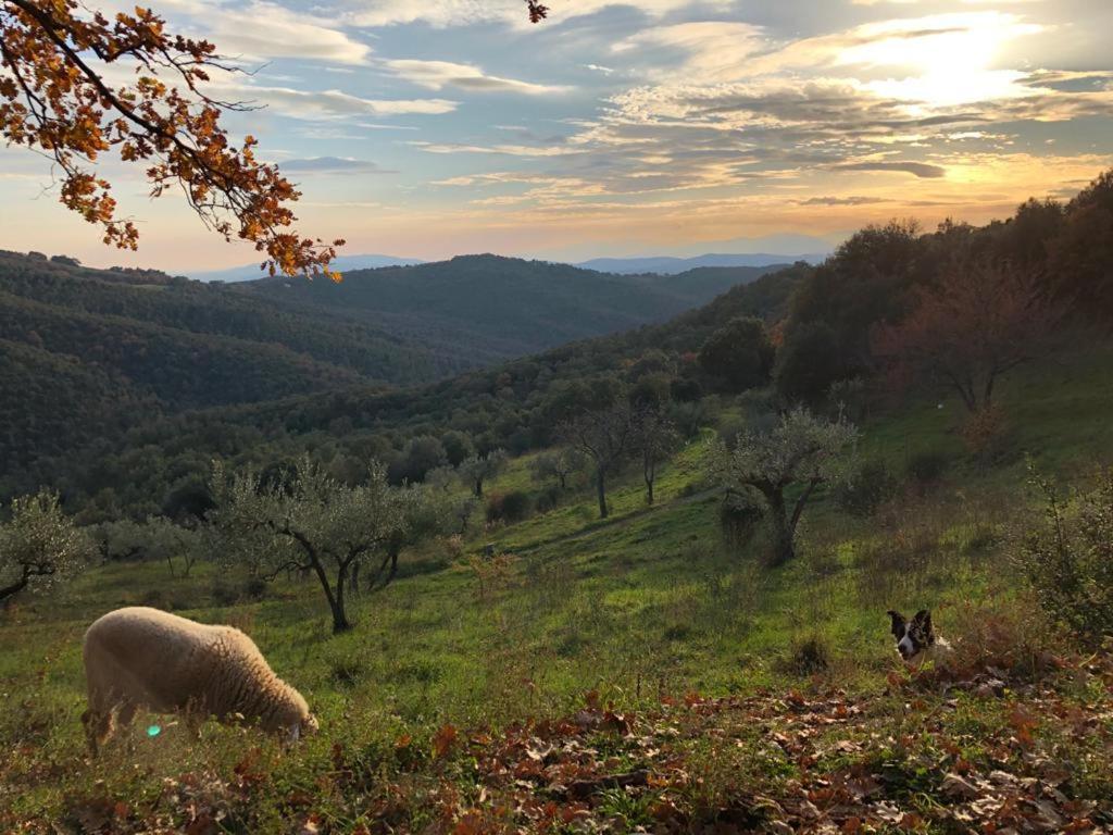 Nocini Di Maremma Villa Tatti Kültér fotó