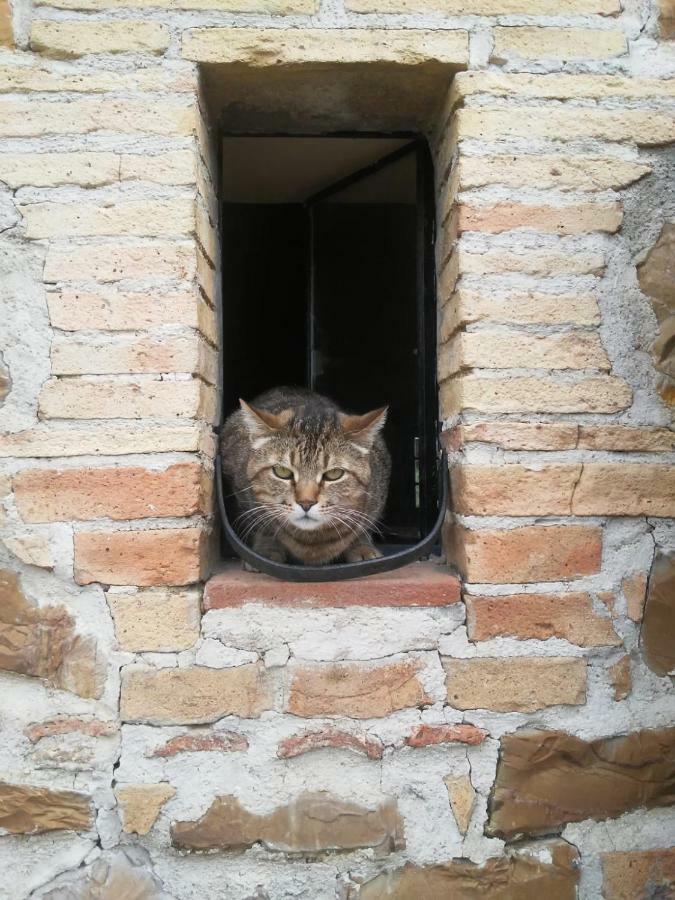Nocini Di Maremma Villa Tatti Kültér fotó